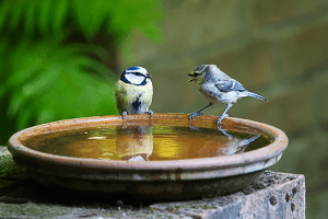 Two birds are drinking water from a bowl.